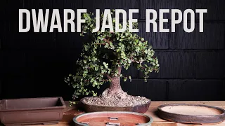 Bonsai Repotting: How to Repot Dwarf Jade Bonsai
