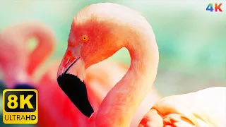 Flamingo Bird 8K Ultra HD HDR - 8K Videos - 4K HD Nature (120 fps)