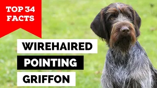 99% of Wirehaired Pointing Griffon Owners Don't Know This