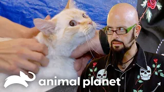 Frankie's Family Is Fed Up With His Feces | My Cat From Hell | Animal Planet