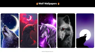 Wolf Wallpapers | Top 15 4k Wolf Wallpaper For Your Smartphone