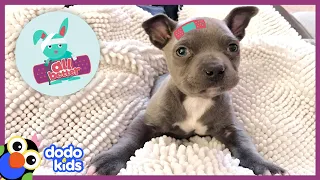 All Better Hugo — Help A Puppy With Legs Like A Starfish | All Better | Dodo Kids