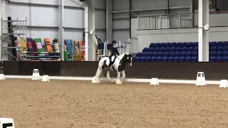 Billy Whiz -Cuffstown Rumble Dressage Cob PSG 2017