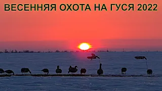 Открытие охоты на гуся в Саратовской области!!! РОЗЫГРЫШ ФОНАРЯ FENIX И ТОПОРА MORA / MAX HUNTER