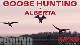 Epic Canada Goose Hunting in Alberta! THE GRIND S12: E3