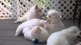 Samoyed puppies (37 Days old) - "manners"