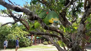 O papagaio mais lindo do Brasil