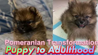 Pomeranian Dog Transformation from Puppy to Adulthood♥️