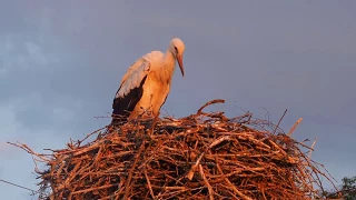 Белый аист гнездо  White stork nest Белы бусел