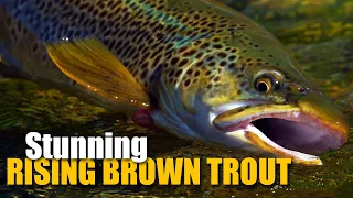 Dry Fly Fishing for 2 LARGE, RISING brown trout