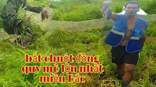 Vây bắt chuột đồng với quy mô lớn nhất miền Bắc và cái kết