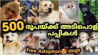 500 രൂപക്ക് പപ്പികൾ വന്നു 🔥😱  | Free adoption dog | അടിപൊളി PETS വിലക്കുറവിൽ 🔥| PETS POINT