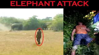 UNBELIEVABLE Elephant Attacks & Interactions CAUGHT ON CAMERA | Elephant vs Elephant Fight