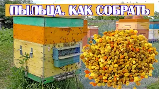 ПЫЛЬЦА ПЧЕЛИНАЯ  КАК ЗАГОТОВИТЬ, летом, в улье. ПЫЛЬЦЕСБОРНИК.