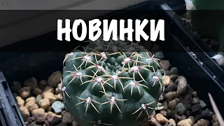 Нові рослини! Розпаковка посилки з сукулентами (Succulents)