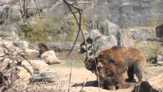 Analyzing Social and Stereotypic Behaviors - Bronx Zoo, 4/9/14, Part I of II