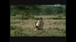 Gazelle kills cheetah