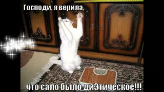 Котомафия #10 Приколы про котов