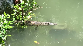 Relaxing saltwater crocodile in Sungei Buloh | Singapore