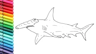 How to Draw Hammerhead Shark - Shark Color Pages For Children - Drawing and Coloring Shark