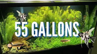 The Best Cichlid Stocking Options for 55 Gallon Aquariums