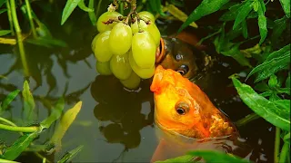 what a Technic! Unbelievable catching big fish by Grapes | Village Fishing |