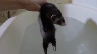Baby ferrets first swim