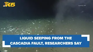 Warm liquid is seeping from the Cascadia Fault, researchers say