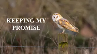 WILDLIFE PHOTOGRAPHY | Keeping my promise: Barn Owl | Olympus 2021