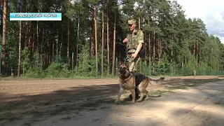 Гомельские пограничники задержали нарушителя границы