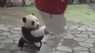 So Cute Baby Panda Playing : Don't leave me hooman!