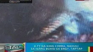 BP: 6-feet na King Cobra, nahuli sa bukid sa Cebu City