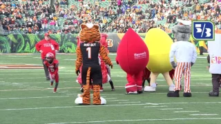 Bengals mascot peewee halftime game 2017