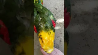 My Double Yellow Head Amazon Parrott, is loving her shower today in this nice warm weather.
