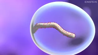 How Ebola Virus Infects a Cell