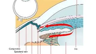 Normal Aqueous Drainage