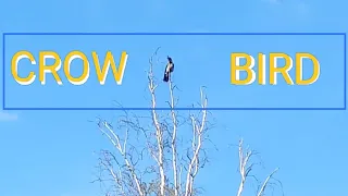 Hooded 🐧 #Crow on top of a tree, #Bird 🎤 Sounds - #Animals Life & Spring 🌼 Nature 4k Video