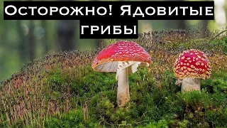 Опасные и самые ядовитые грибы в мире. Избегайте их.