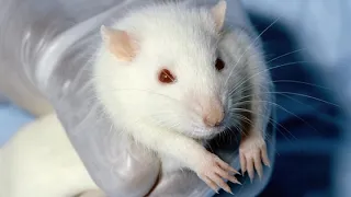Animal testing | Wikipedia audio article