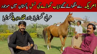 Arabian Mare VS THOROUGHBRED  Mare || Horse Breeding tips || Best ideas to Save the Horses breed |