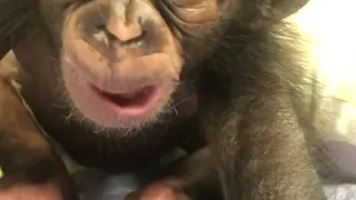 Baby Chimpanzee Maisie Sits Up