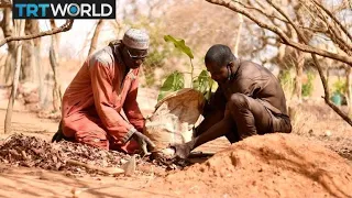 Traditional methods revive forest ecosystem in Burkina Faso | Money Talks
