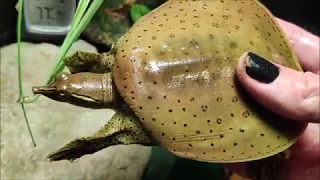 SoftShell Turtle Care with Commentary / Turtle Tank and Turtle Tub Setup Explanation