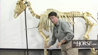 The Horse's Skeleton: Overview