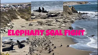 ELEPHANT SEAL FIGHT
