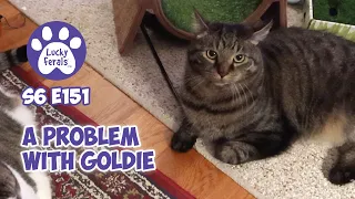 A Problem With Goldie, Cat Exercise Wheel Training S6 E151 Rescued Cats, Bonded Cats, Training Cats
