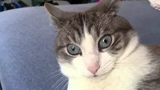 Смотреть смешные коты с озвучкой до слез 2019 - Смешные кошки МатроскинТВ