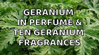 GERANIUM IN PERFUME & TEN GERANIUM FRAGRANCES