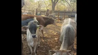 saludos amigos así es cómo va la rifa aquí nos encontramos en el rancho con andrés garcía