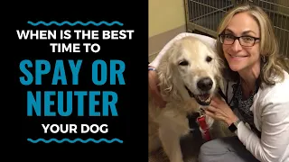 When is the best time to spay or neuter your dog? Vlog 62